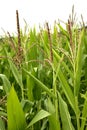 Corn green fields landscape outdoors Royalty Free Stock Photo