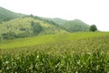 Corn green fields landscape outdoors Royalty Free Stock Photo