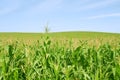 Corn green fild and blue sky Royalty Free Stock Photo