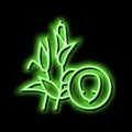 corn groat neon glow icon illustration