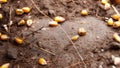 Corn on the ground, chicken farm, Royalty Free Stock Photo