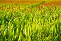 Corn Growing Field Royalty Free Stock Photo