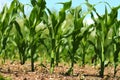 Corn growing in field Royalty Free Stock Photo