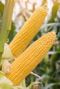 Corn growing in field plant agriculture farm ready for harvest. Royalty Free Stock Photo