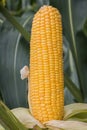 Corn growing in field plant agriculture farm ready for harvest. Royalty Free Stock Photo