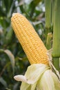 Corn growing in field plant agriculture farm ready for harvest. Royalty Free Stock Photo