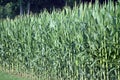 Corn Growing in Field