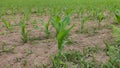 Corn growing in a field in rural Portugal. Young, recently planted corn.