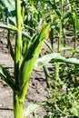 Maize plant