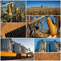 Corn Growing And Harvesting - Collage