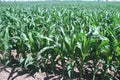 Corn Growing in the Midwest on a Large Farm