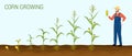 Corn Growing Stages Composition