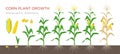 Corn growing stages vector illustration in flat design. Planting process of corn plant. Maize growth from grain to