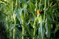 Corn Growing Stalks Cob Kernels Ready for Harvest Royalty Free Stock Photo