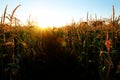 Corn Growing Stalks Cob Kernels Ready for Harvest Royalty Free Stock Photo