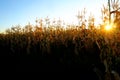 Corn Growing Stalks Cob Kernels Ready for Harvest Royalty Free Stock Photo