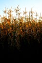 Corn Growing Stalks Cob Kernels Ready for Harvest Royalty Free Stock Photo