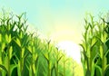 Corn grows in field. Harvest agricultural plant. Food product. Farmer farm illustration. Dense thickets. Rural summer