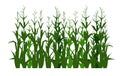 Corn grows in field. Silhouette picture. Harvest agricultural plant. Food product. Farmer farm illustration. Rural