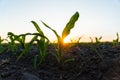 Corn grows on field. Young Corn Plants. Corn field with sunset sun. Growing corn. Agrarian business. Selective focus Royalty Free Stock Photo