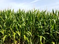 Corn field in Iowa Royalty Free Stock Photo