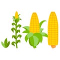 Corn growth stages. Sprout, adult plant, cob. Farming. Agricultural business