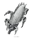 Corn hand drawing vintage engraving illustration