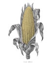 Corn hand drawing vintage engraving illustration