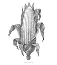 Corn hand drawing vintage engraving illustration