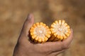 Corn in a hand in the field. Corn cross section. Royalty Free Stock Photo
