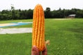 Corn on Hand, Fresh Ripe Orange Yellow Corns Royalty Free Stock Photo