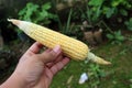 Corn in Hand unriped Royalty Free Stock Photo