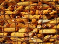 Corn Harvest Royalty Free Stock Photo