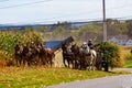 Corn Harvest by Amish Farmers