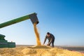 Corn harvest