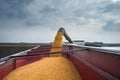 Corn harvest Royalty Free Stock Photo