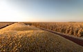 Corn harvest on a farmland Royalty Free Stock Photo