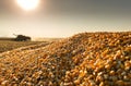 Corn harvest on a farmland Royalty Free Stock Photo