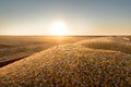 Corn harvest on a farmland Royalty Free Stock Photo