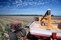 Corn harvest