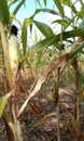 Corn harvest season will soon arrive when the stems and leaves have dried