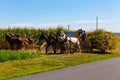 Corn Harvesting by the Amish Farmers