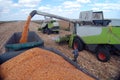 Corn harvesting Royalty Free Stock Photo