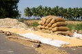 Corn harvesting in india Royalty Free Stock Photo