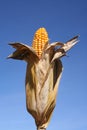 Corn in Husk / Bio-Fuel Royalty Free Stock Photo
