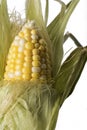 Corn Husk Partially Peeled, Closeup