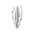 Corn Icon hand draw black agriculture colour logo symbol perfect Royalty Free Stock Photo