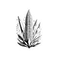 Corn Icon hand draw black agriculture colour logo symbol perfect Royalty Free Stock Photo