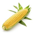 Corn Icon Illustration Isolated on White Background Royalty Free Stock Photo