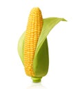 Corn isolated Royalty Free Stock Photo